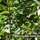 zdjęcie nr 25