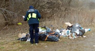 Wandalizm w Lesie Bródnowskim: kto odpowie za dewastacje terenu leśnego?