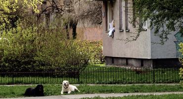 Adopcja psów – druga strona medalu